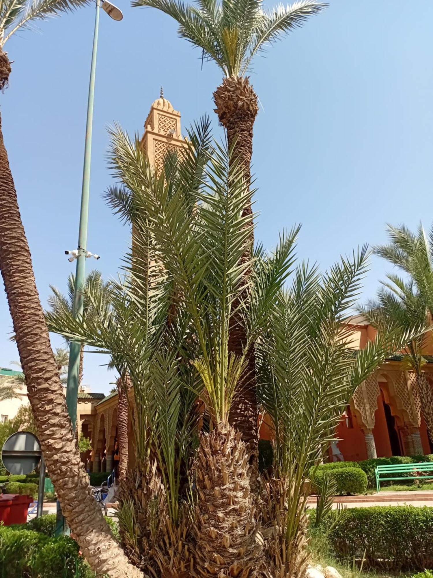 Le Shams Accommodatie bij particulieren Marrakesh